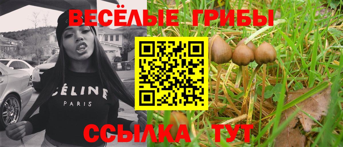Сунжа  Псилоцибиновые грибы прущие грибы  Вход с VPN 